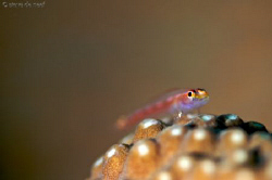 A goby feeling at home on some hard coral. by Steve De Neef 